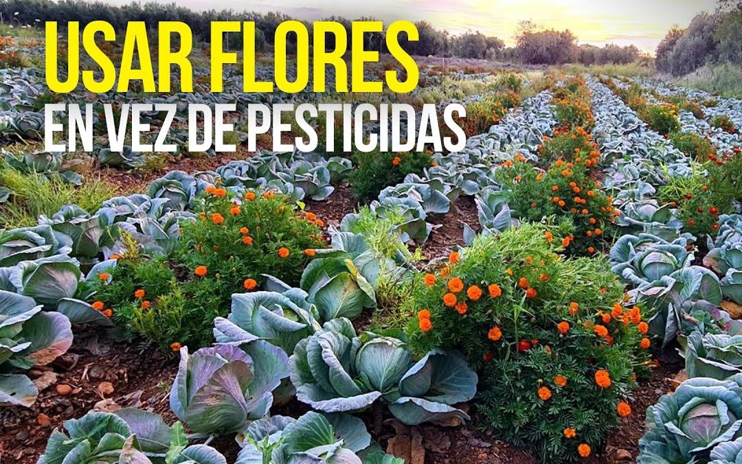 ¿Cambiar pesticidas por flores? Está funcionando a gran escala