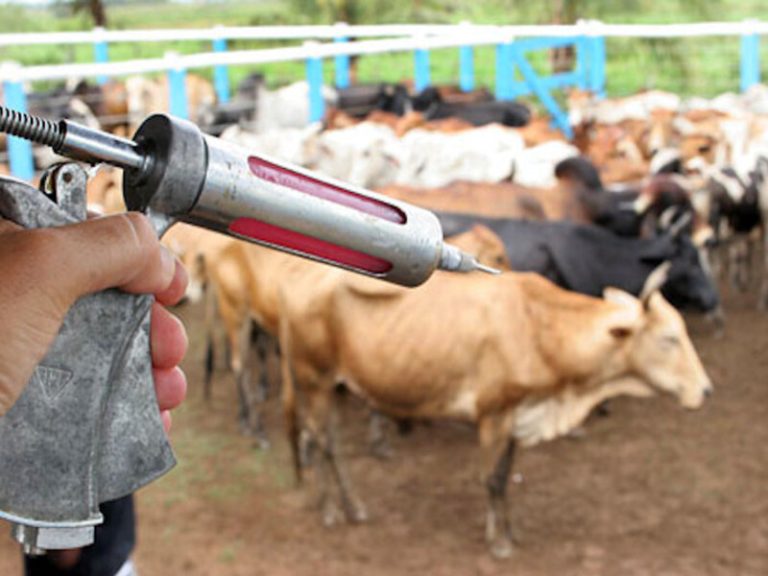 Ospino: Insai reporta foco de rabia en bovinos y solicita revacunación inmediata