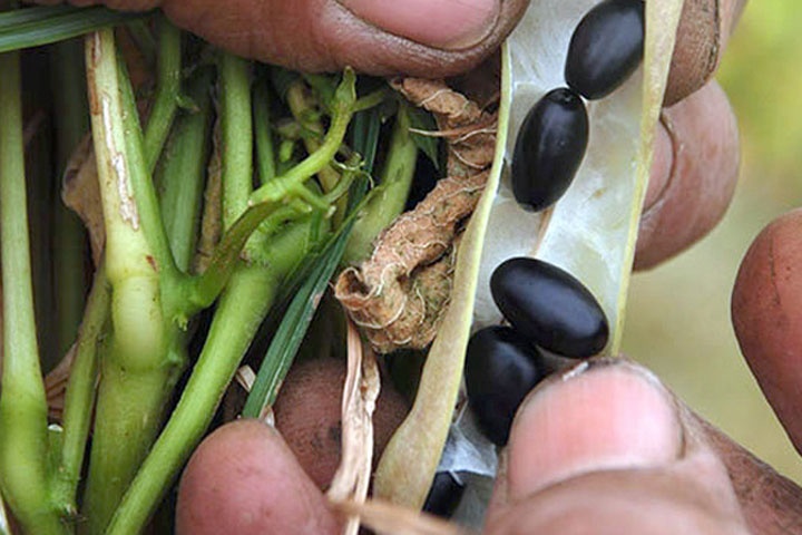 ANCA apuesta a la siembra de leguminosas y oleaginosas