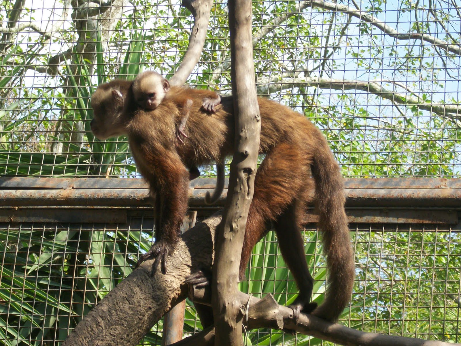 Mueren dos monos en el Parque Zoológico Barari­da