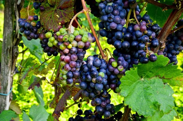 Los tipos de uvas predominantes en el vino