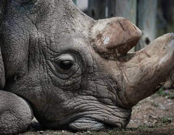 Kenia: Murió el décimo rinoceronte en peligro de extinción