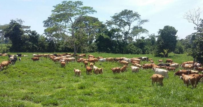 Guatemala firma con Brasil acuerdo para convertir a su ganadería en potencia