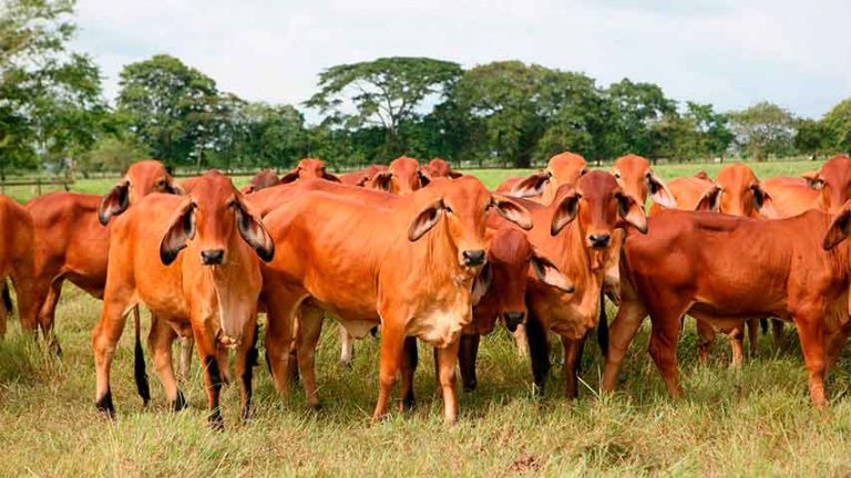 Fedenaga: Ruptura de red de distribución afecta abastecimiento de carne