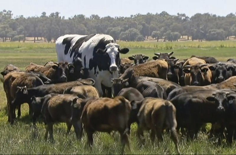 Vaca en Australia se salva del matadero debido a su tamaño