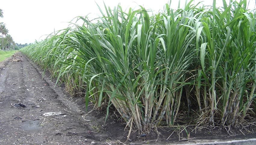 Ricardo Yépez: “Urge unificar a todos los actores para mejorar producción azucarera”