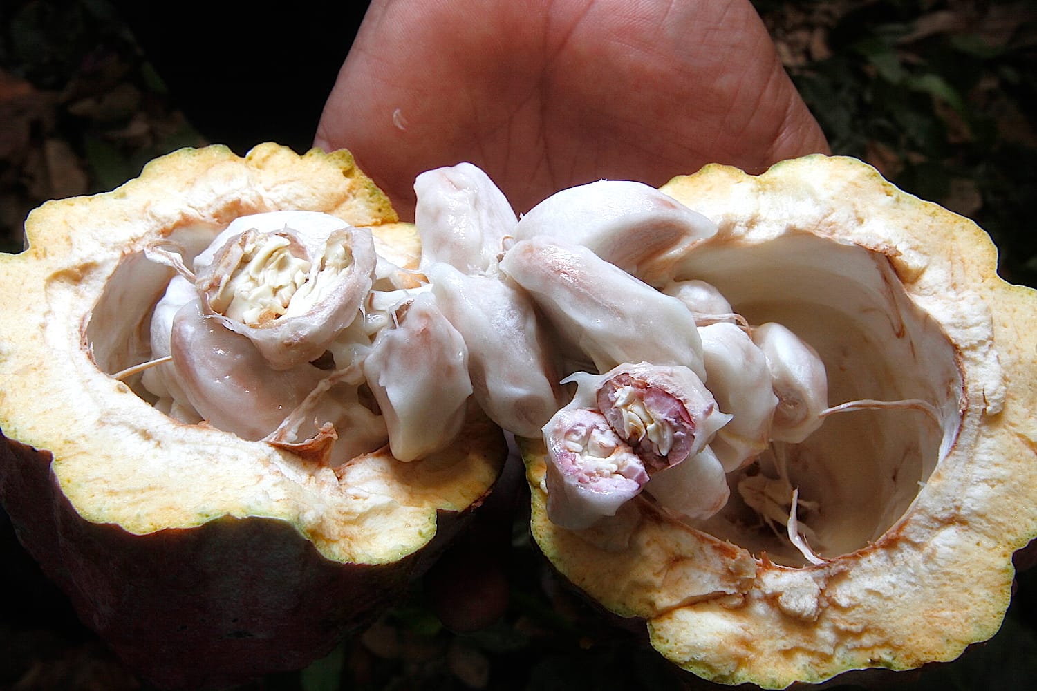Humberto Estaba: Impulsa Propuesta para Elevar el Cacao a “Patrimonio Mundial Cultural y Natural de la Humanidad”