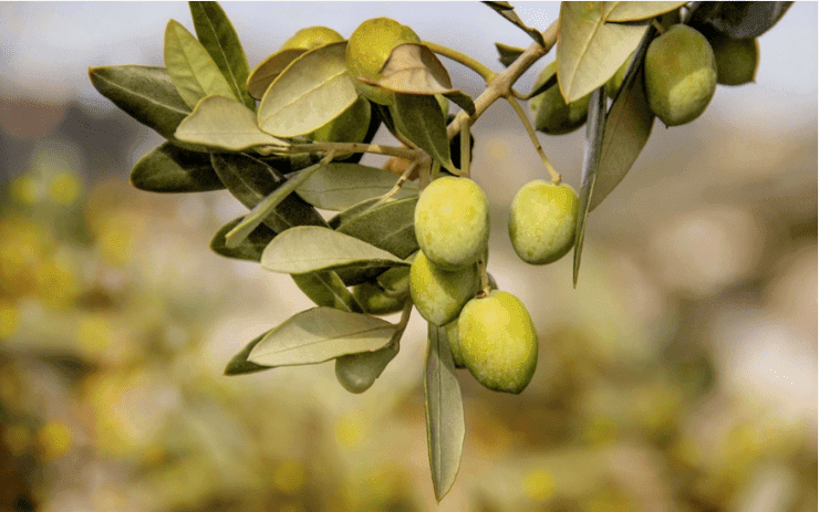 Científicos idean método para producir combustible a partir de residuos de oliva