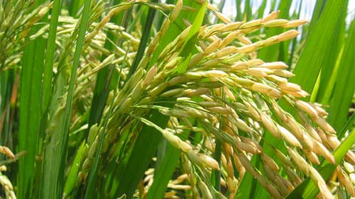 Más de 27 mil hectáreas de arroz se sembrarán en Guárico