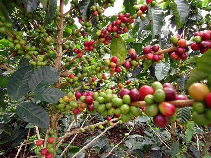 El 60% de las variedades de café silvestre está en peligro de extinción, según un estudio
