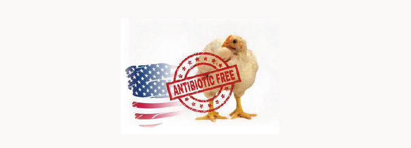 Producción de pollos de engorde libre de antibióticos