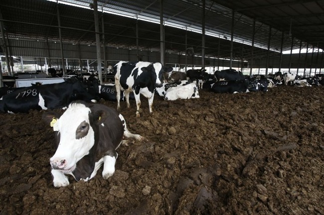 Convertir Estiércol de Vacas en electricidad una Solución en Granja de EE.UU.