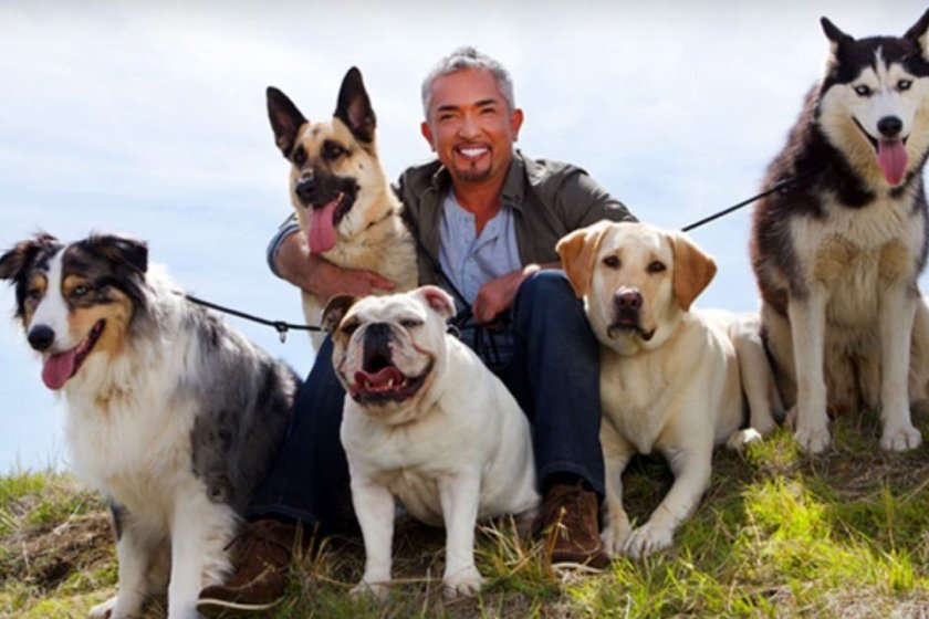 10 claves para adiestrar a tu mascota por César Millán, el entrenador de perros de los famosos