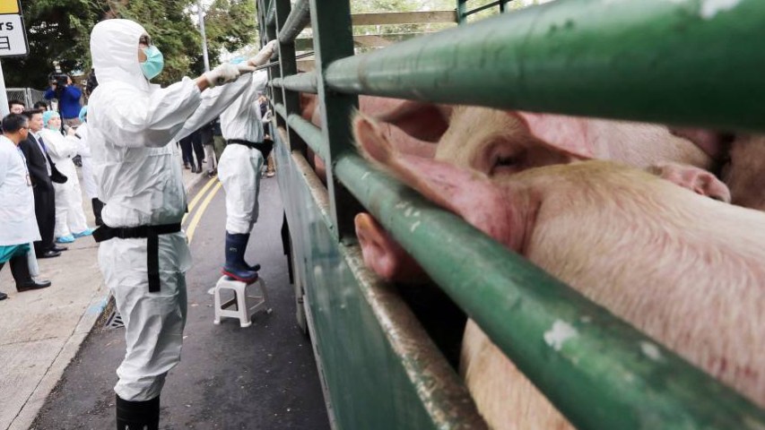 China asegura que epidemia de peste porcina está «bajo control»