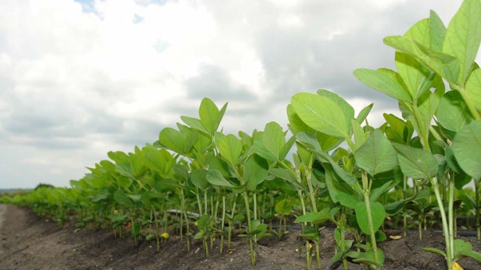 Avances agronómicos en soya podrían mejorar rentabilidad en el cultivo
