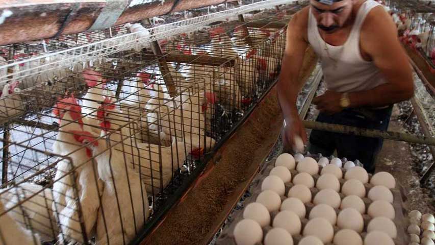 Sector avícola tachirense afectado por déficit de combustible