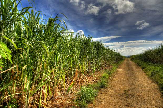 FESOCA: Producción de caña de azúcar se ubica en niveles de 1957