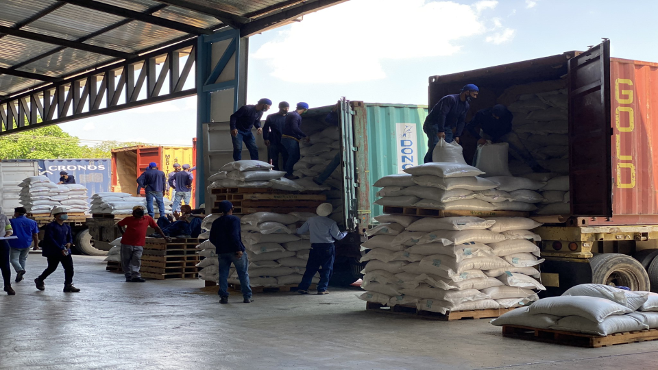 Asoportuguesa logró exportar 250 toneladas de frijol chino