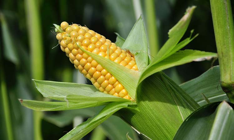 Advierten riesgos en plantación de maíz y arroz por no disponer de diésel