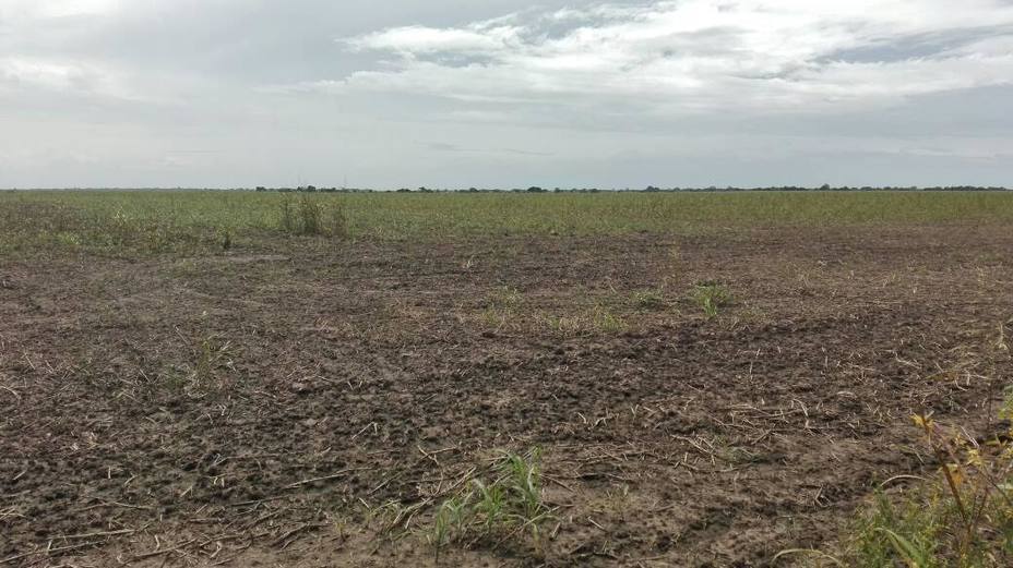 Solo han logrado sembrar 30% de 20 mil hectáreas de maíz: Campesinos de Turén y Santa Rosalía exigen equidad en distribución de combustible