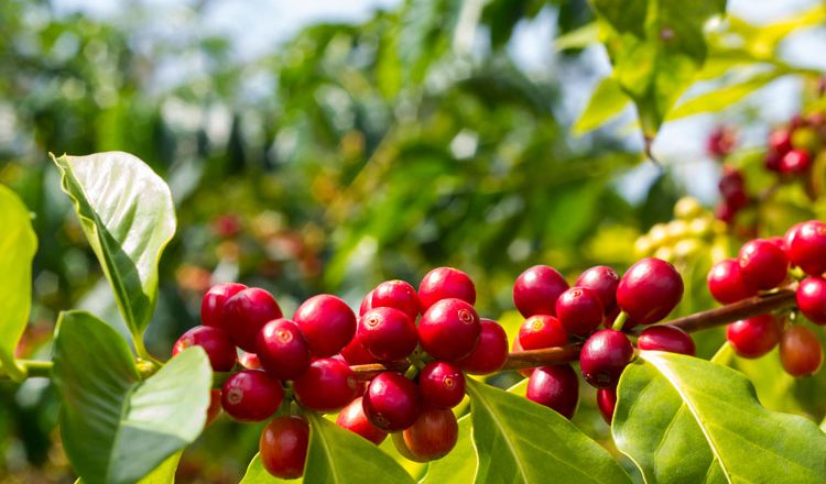 Fedeagro: “243 mil hectáreas de café no son suficientes para el abastecimiento del rubro en el país”