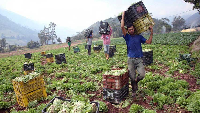 Machado Allison asegura que existe una «fractura» en la producción agrícola