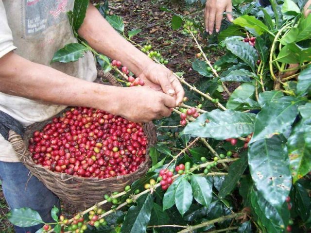 El rubro café necesita al menos 40 millones de litros de combustible para la cosecha
