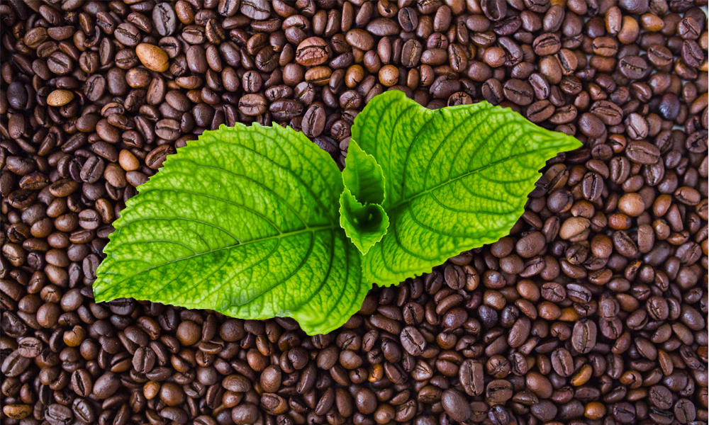 Caficultores a favor de la producción del café orgánico