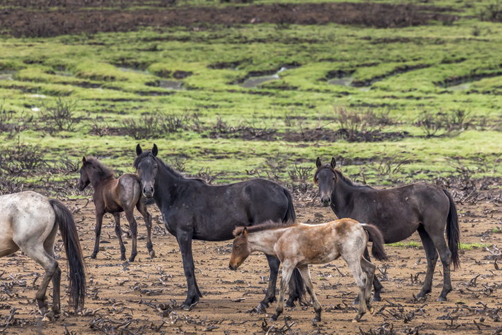 Australia sacrificará a 10.000 caballos salvajes (y los expertos advierten que es poco)