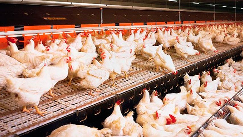 Sector avícola: altos costos en alimentos de gallinas ponen en riesgo la producción