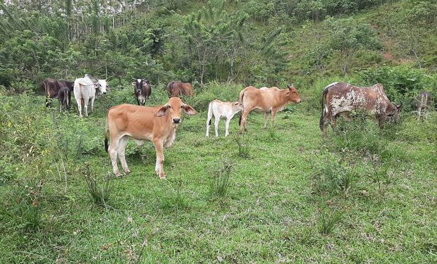 Ecuador instala un dispositivo electrónico en el ganado para combatir el abigeato y el contrabando