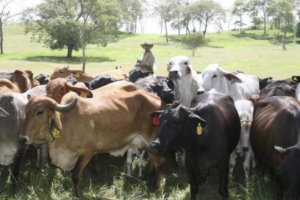 AN denuncia escalada de violencia contra agroproductores: abigeato genera pérdidas superiores a US$380 millones