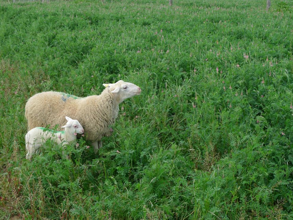 En busca de estrategias que ayuden al ovino de carne a adaptarse al estrés climático
