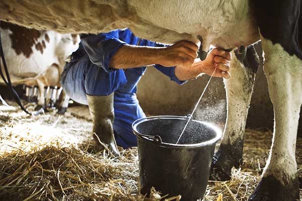Rosario de Perijá: Ganaderos estiman una producción de 100 mil litros de leche al día