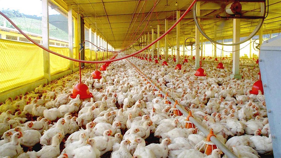 Avitach: La avicultura durante el primer trimestre de 2022 creció alrededor de un 8%