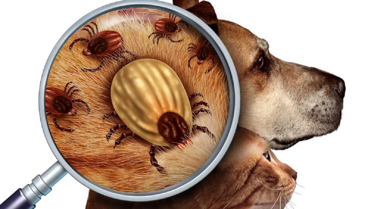 Eliminar garrapatas: cómo proceder si consigues este parásito en tu perro
