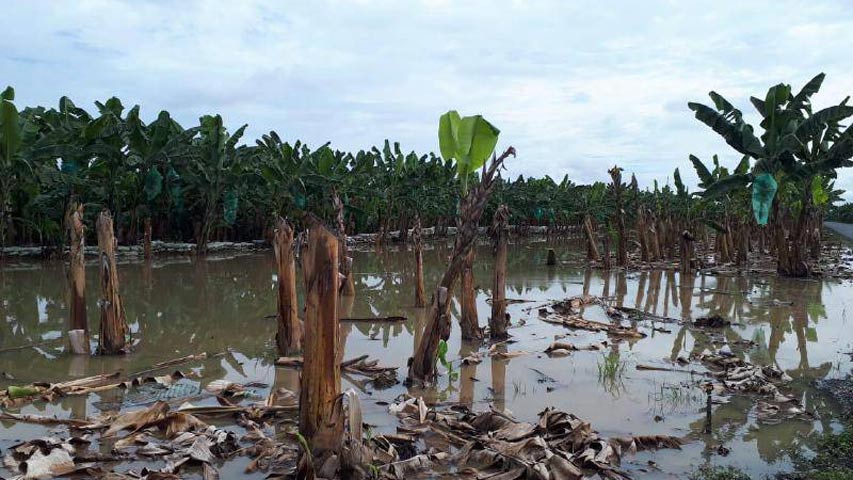 Fedeagro advierte «fase negativa» en producción de hortalizas por lluvias
