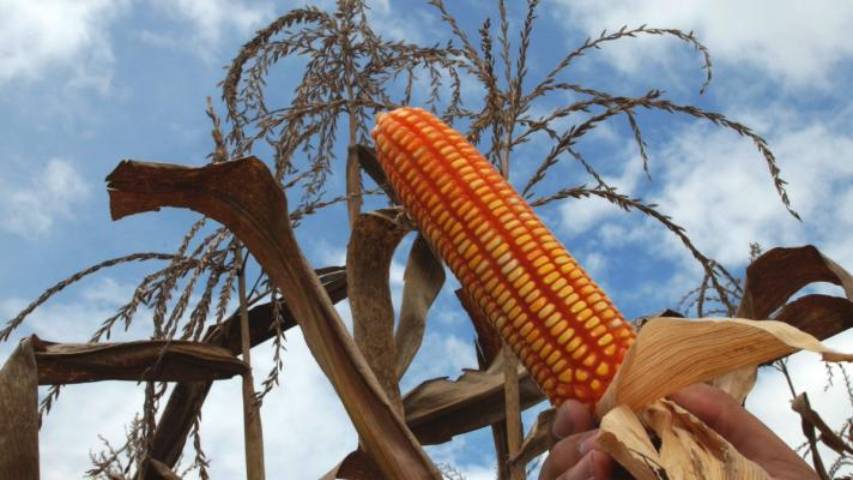 Vietnam apuesta por desarrollo de semilla de maíz de alto rendimiento