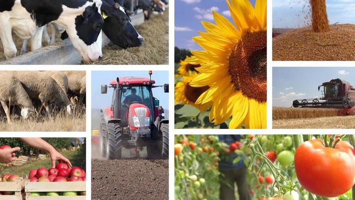 Comportamiento del Sector Agroalimentario – Fernando Camino Peñalver