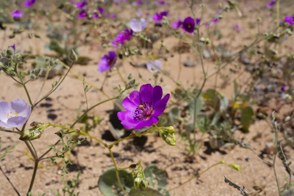 Desierto de Atacama, el más árido del mundo, vuelve a florecer