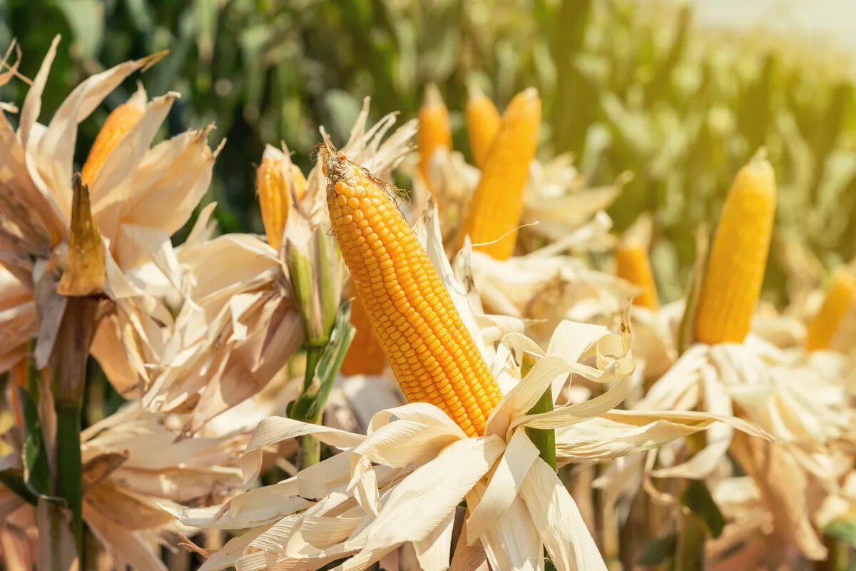 Agricultores irán hasta la Asamblea Nacional a pedir respuestas sobre el precio del maíz