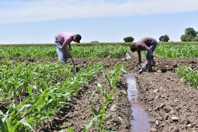 Fedeagro: Quiebra de productores de maíz es la ruina del Sector