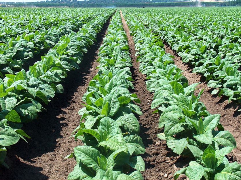 Sector tabaquero ocupa el 0,02% del acre cultivable en el país