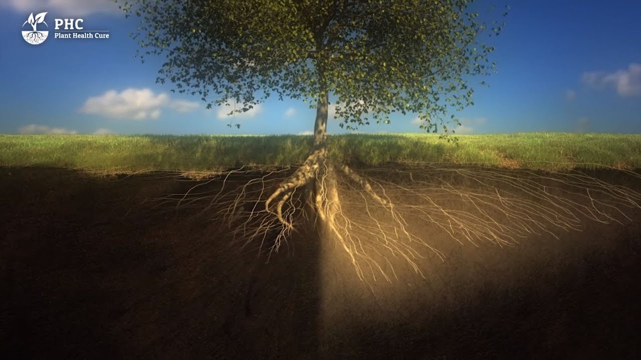 PHC Película: El suelo es un organismo viviente
