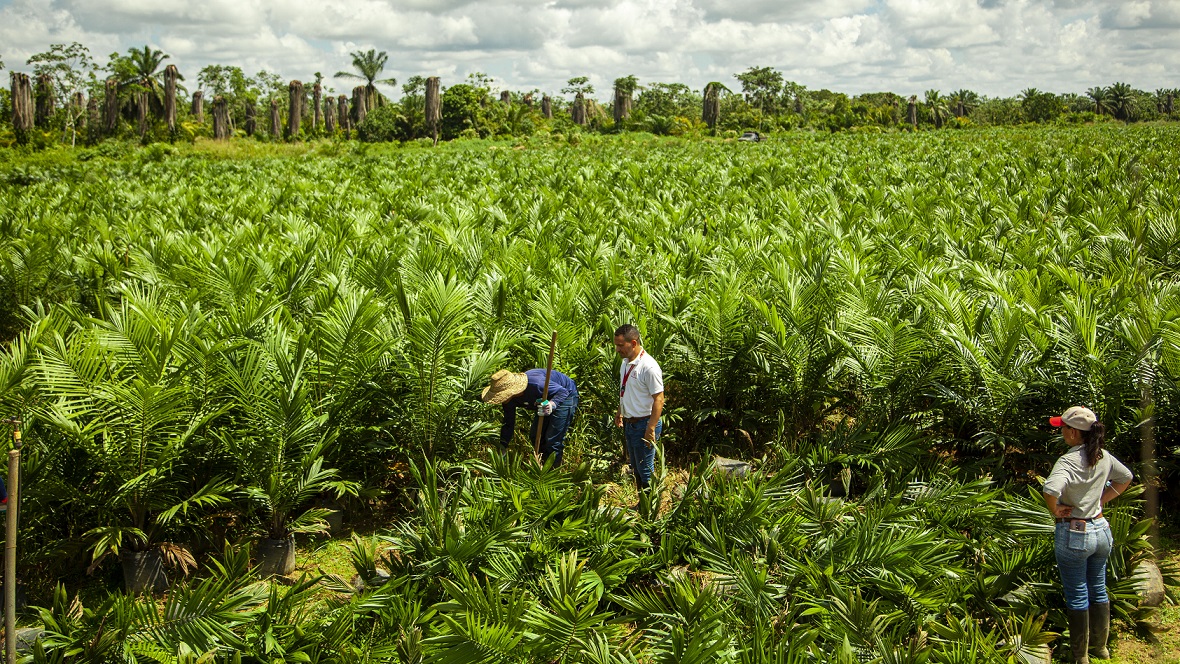 Alimentos Polar financia a productores de palma aceitera en Monagas