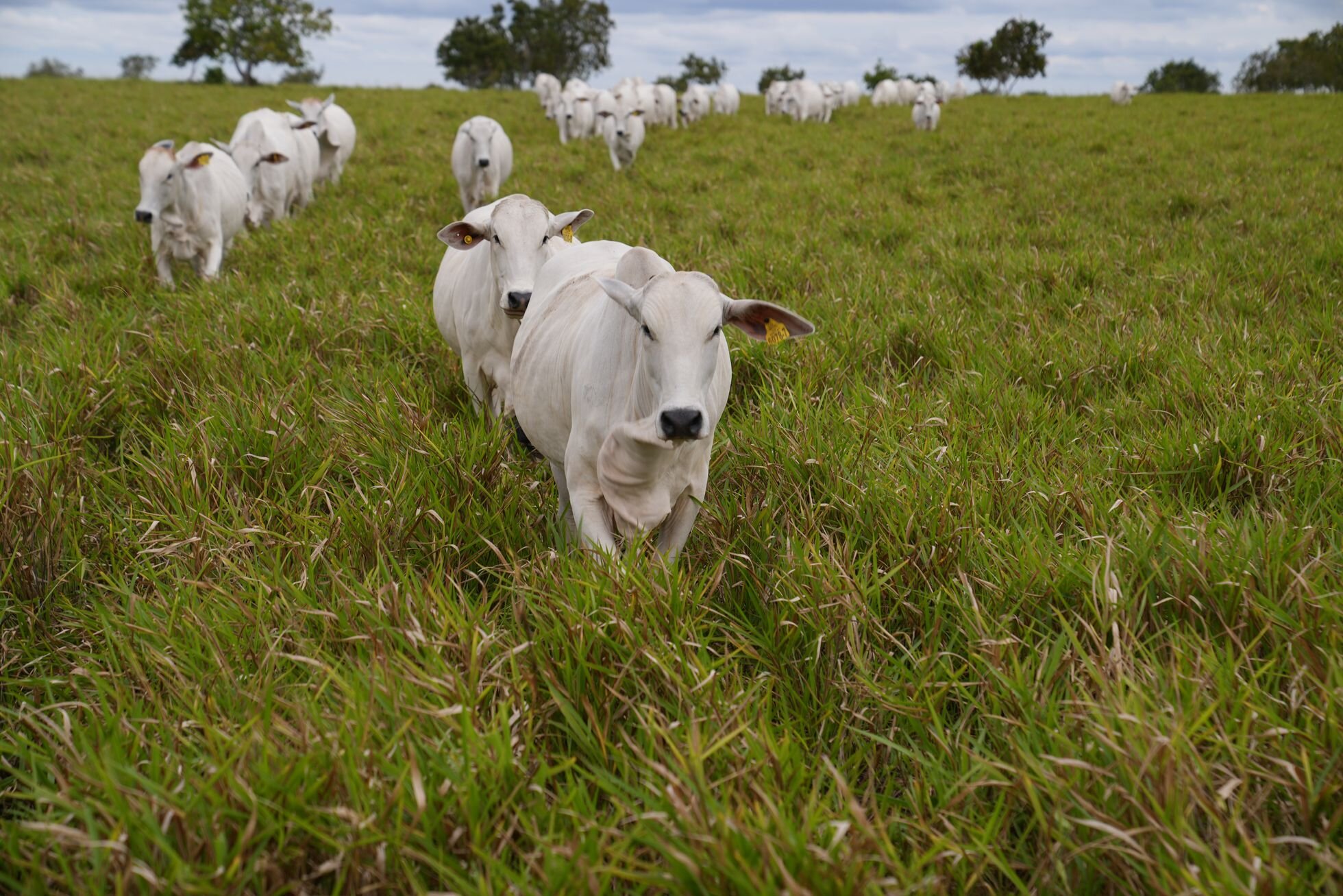 El pasto que secuestra más carbono y que puede revolucionar la ganadería