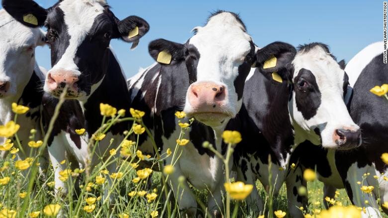 Los eructos de las vacas alimentan la crisis climática por el metano