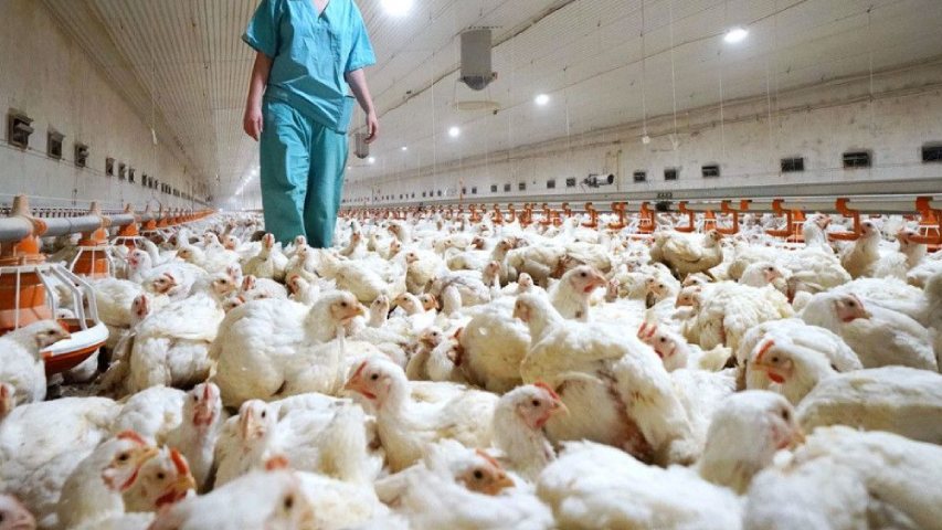 Ecuador y Perú declararon emergencia zoosanitaria por brote de influenza aviar