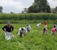 Proyecto de ley para Trabajadores Agrícolas necesita cambios