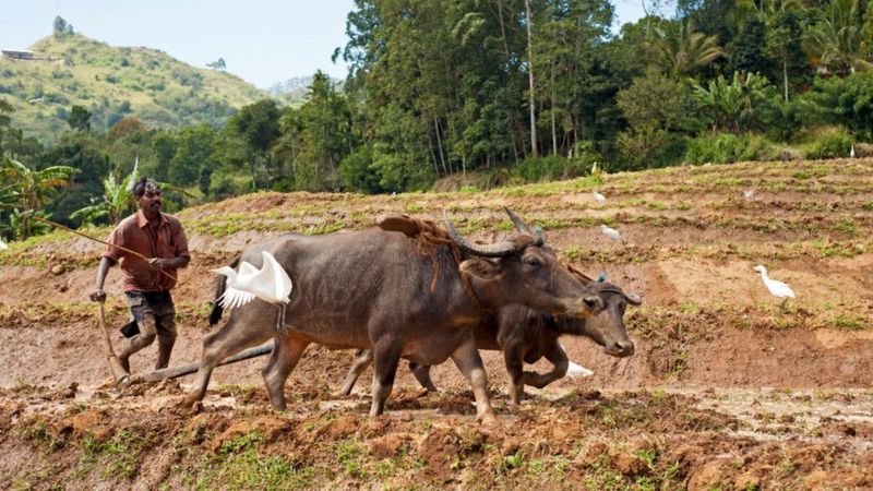 ¿Por qué la agricultura orgánica provocó la caída de Sri Lanka?